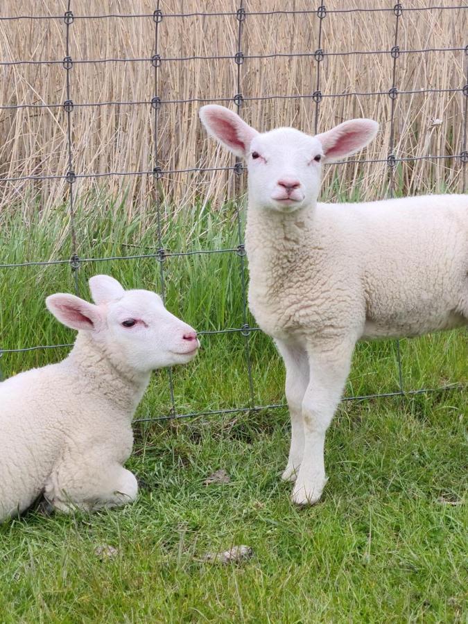 Erdgeschoss Wohnung Watt'N Meer Mit Garten In Dangast Varel Luaran gambar